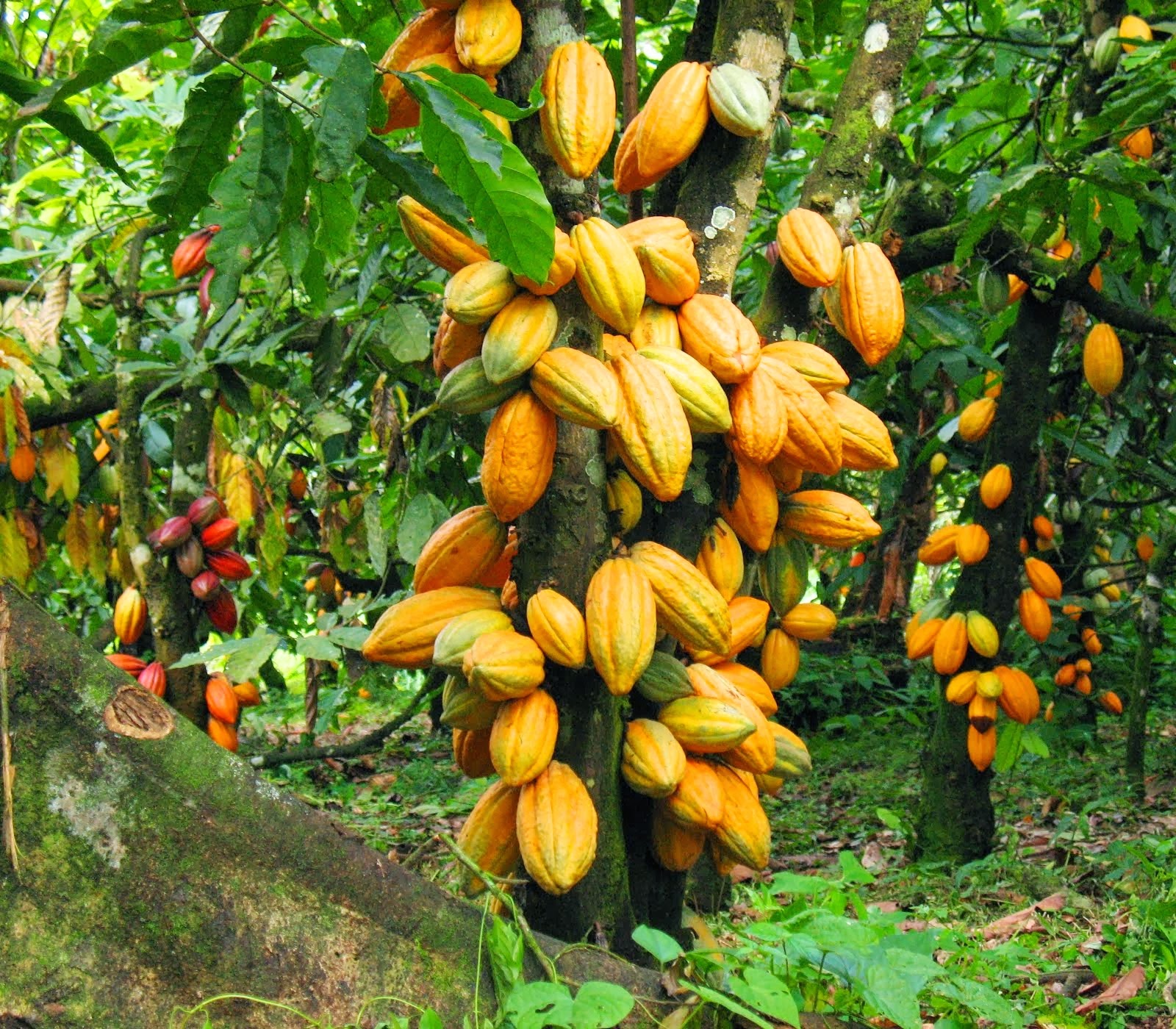 Cocoa Trees in Ghana
