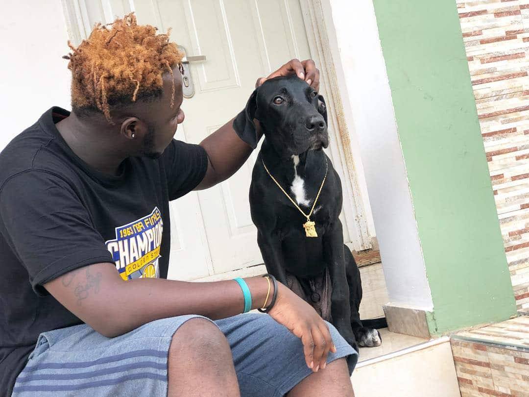 Medikal feeds his dogs with KFC chicken