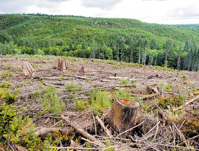 COP26: World leaders promise to end deforestation by 2030