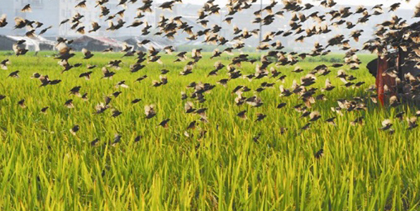 Birds invade and destroy rice farms in Janga