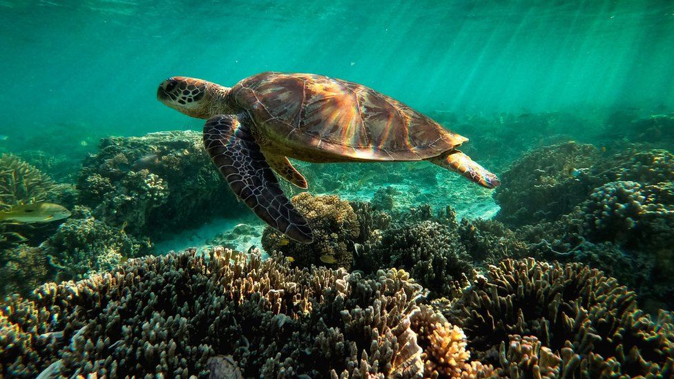 The Great Barrier Reef has held World Heritage status since 1981